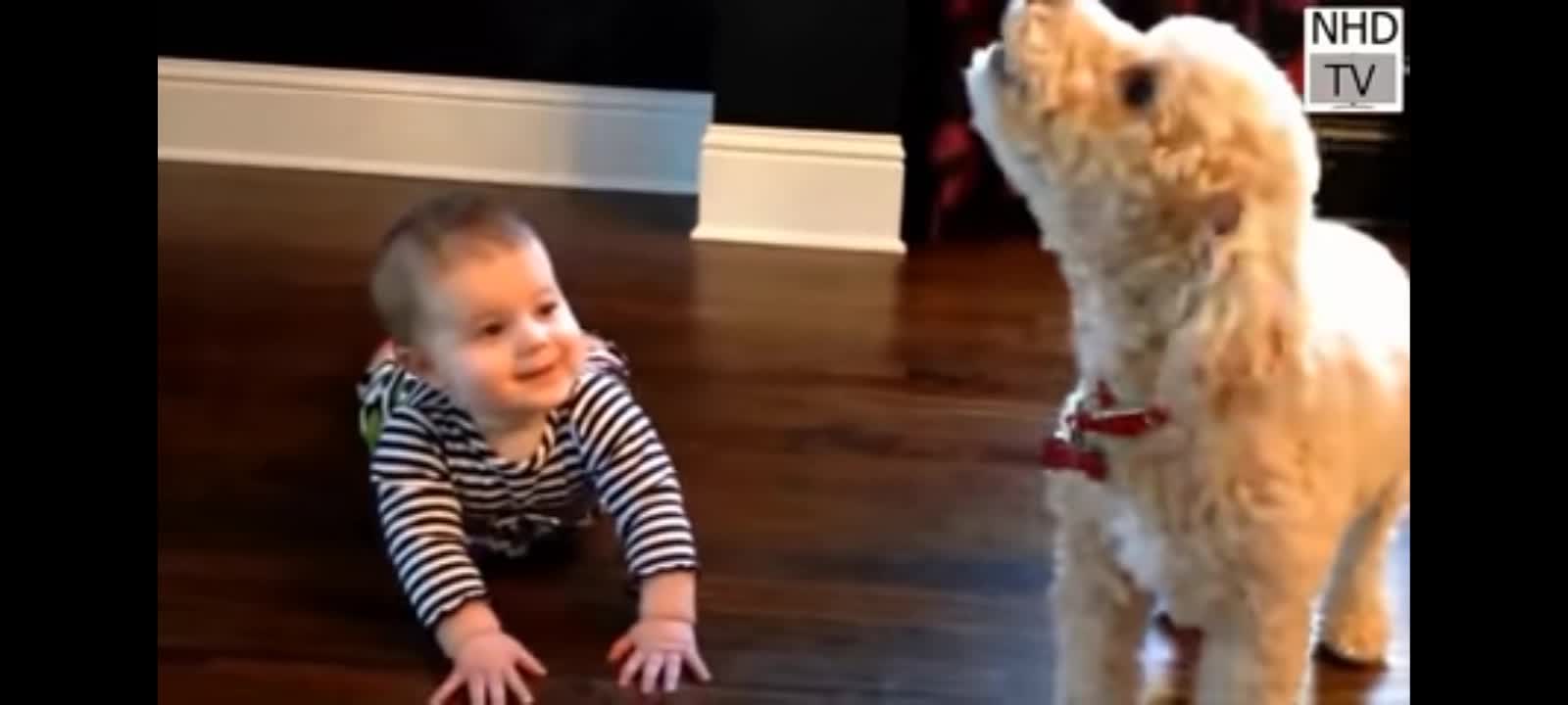 Cutes dogs cutest dog in the world cute dogs clips