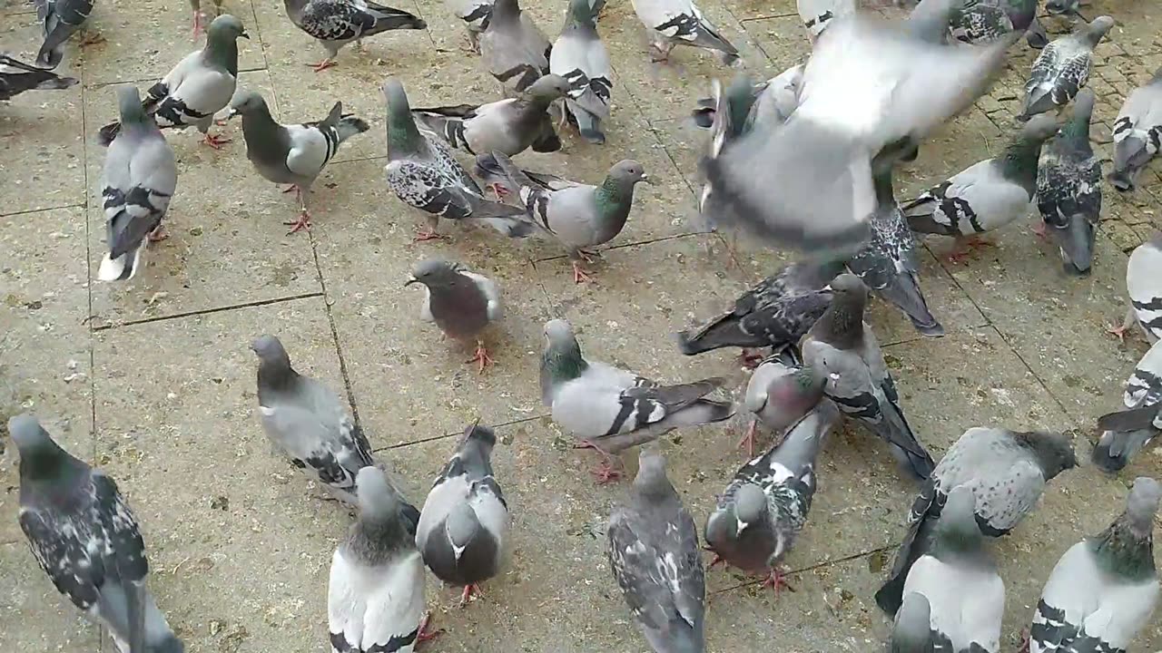A Flock of Pigeons