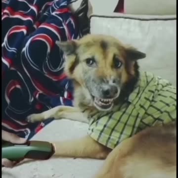 My Dog is smarter than Husky and Chihuahua