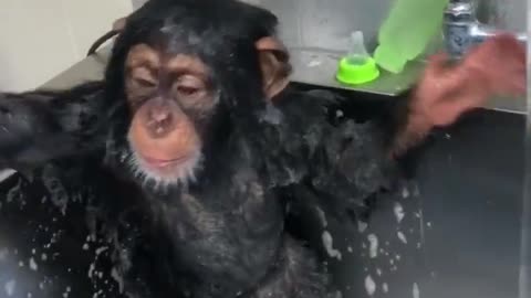 The way pet orangutans bathe