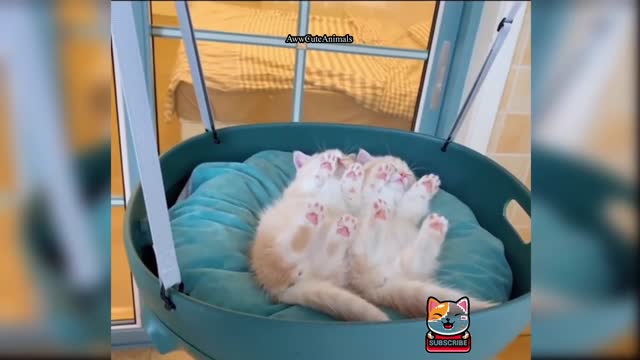 Baby Cats - Cute and Funny Cat Videos Compilation