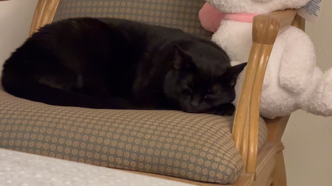 Cute Precious Piper Does a French Loaf on Her Throne - Adopting a Cat from a Shelter Vlog