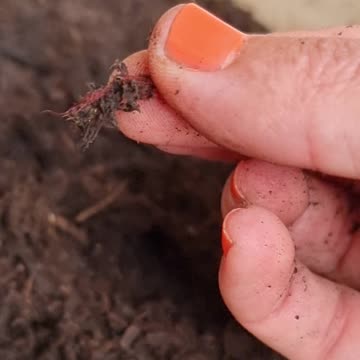 Plastic, glass and other rubbish in Store Bought Bagged Soils