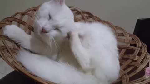 Cute cat