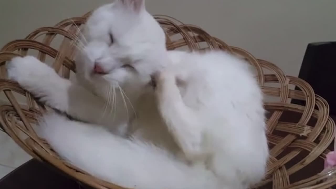 Cute cat