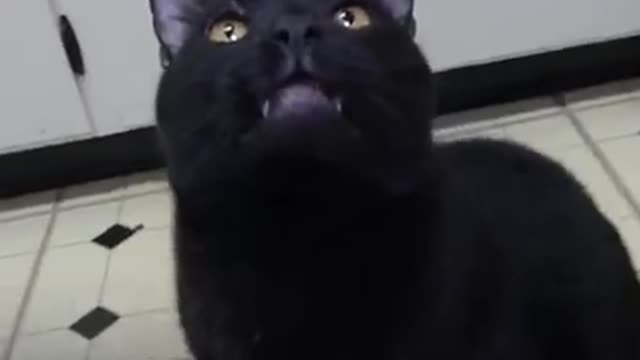 Talking Cat-OMG!!