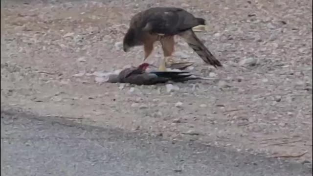 Red Tailed Hawk Attacks a Mourning Dove