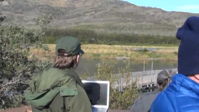 Brown Bear viewing at Brooks Falls Alaska USA (Part 3)