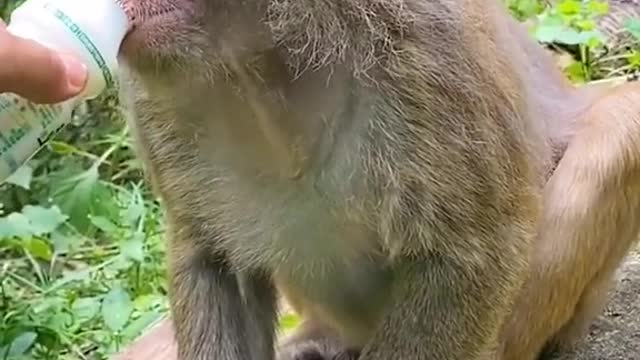 Funny monkey drinking juice