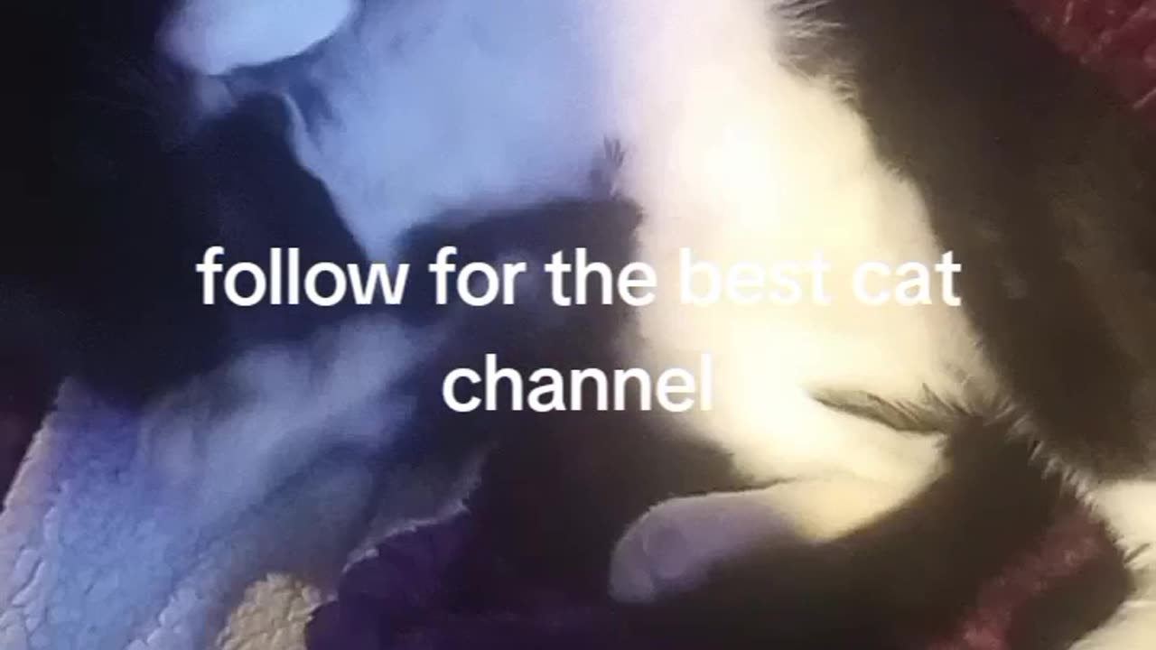 WATCH CAT VIDEO. CUTE CAT. DO YOU OWN A CAT?