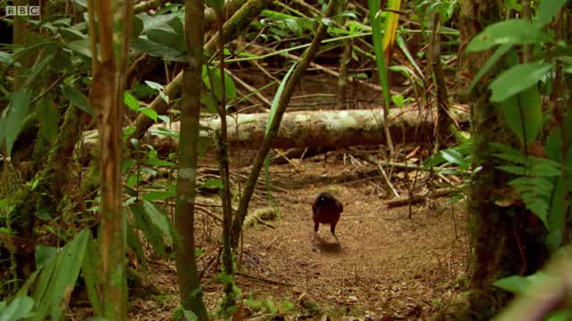 Bird Of Paradise Appearances COUNT! Animal Attraction BBC Earth