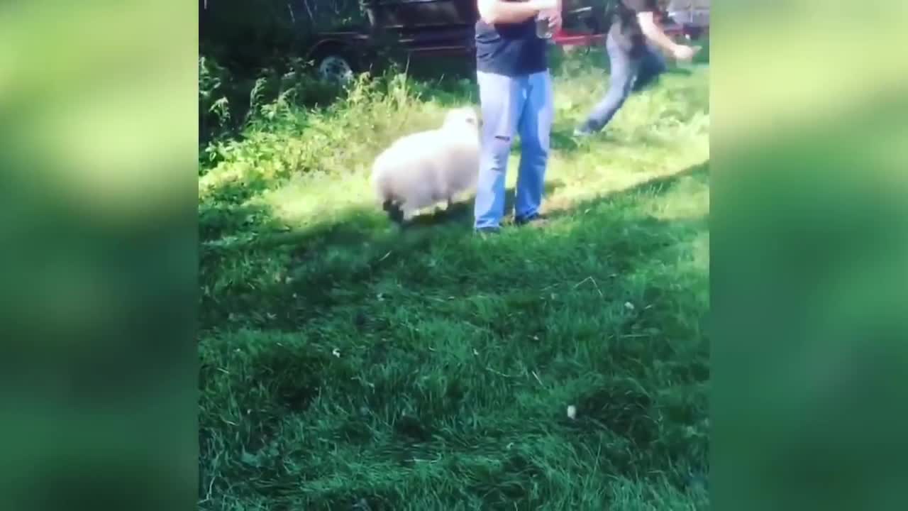 This is why GOATS&SHEEP are the FUNNIEST ANIMALS