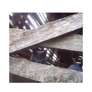 MISLI MACA DA SE SAKRILA, A U STVARI NIJE