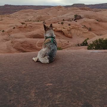 It's Sammy's world, We Just Live In It