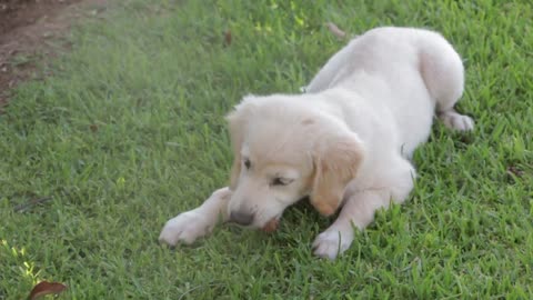 Dog Eating in the Garden