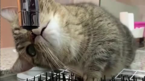 Cat 🐱 fanny video
