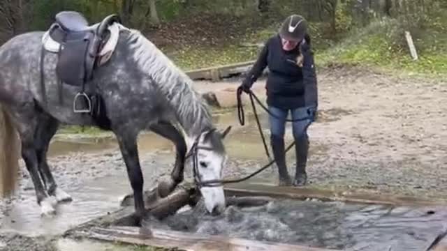 Wash the horse's feet