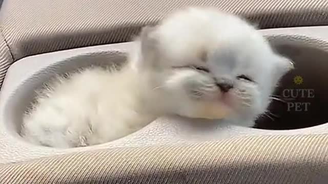 Tout se qui est chat je like.mp4