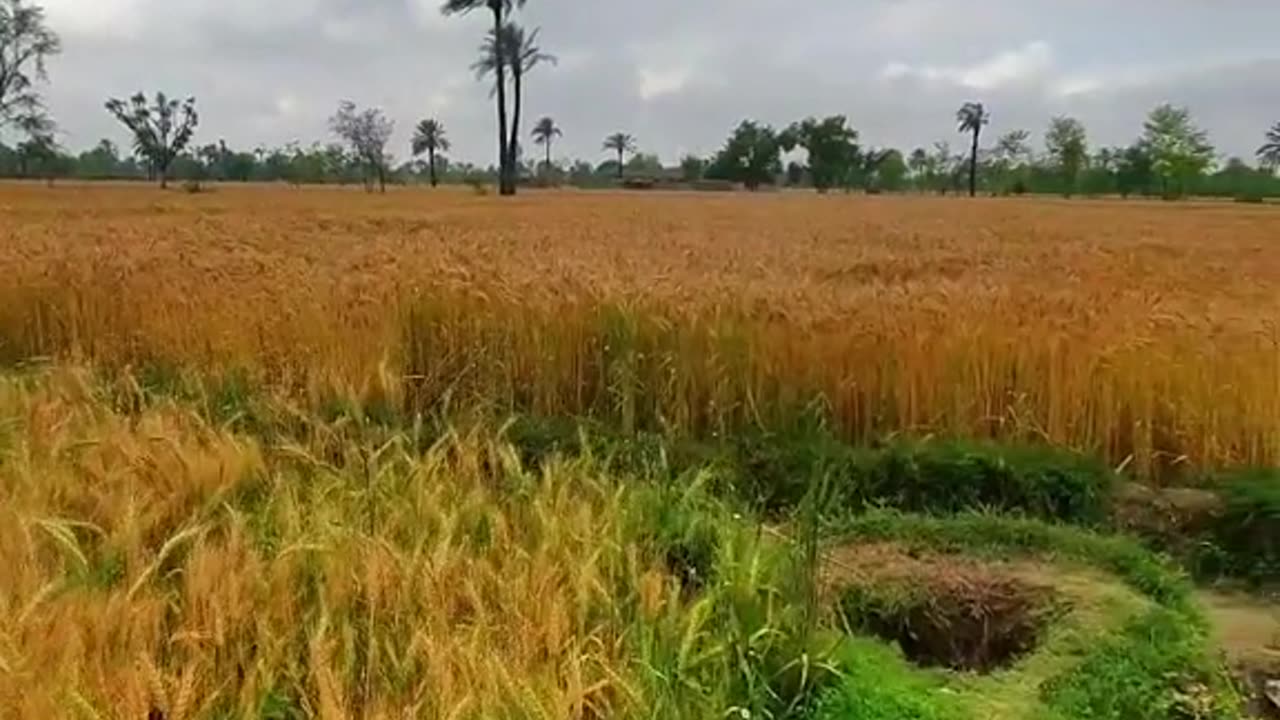 Wheat crops and nature