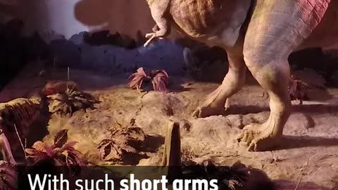 With such short arms how does a T Rex get dressed for Christmas