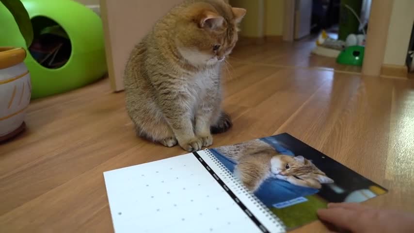 Hosico Calendar 2020!