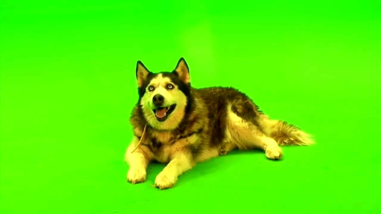 German shepherd puppy Dog green screen video HD