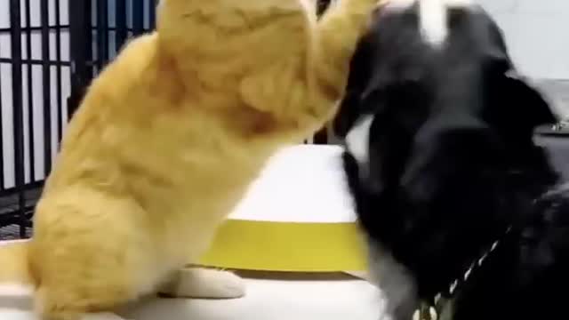 Big dog being bullied by a cat