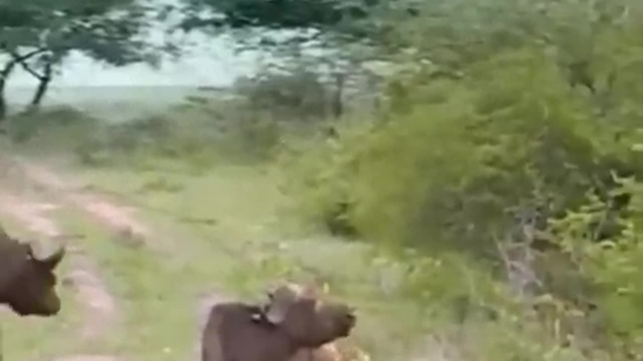 Animal fighting viral video lion #video #viral #rumbel #rumblevideo