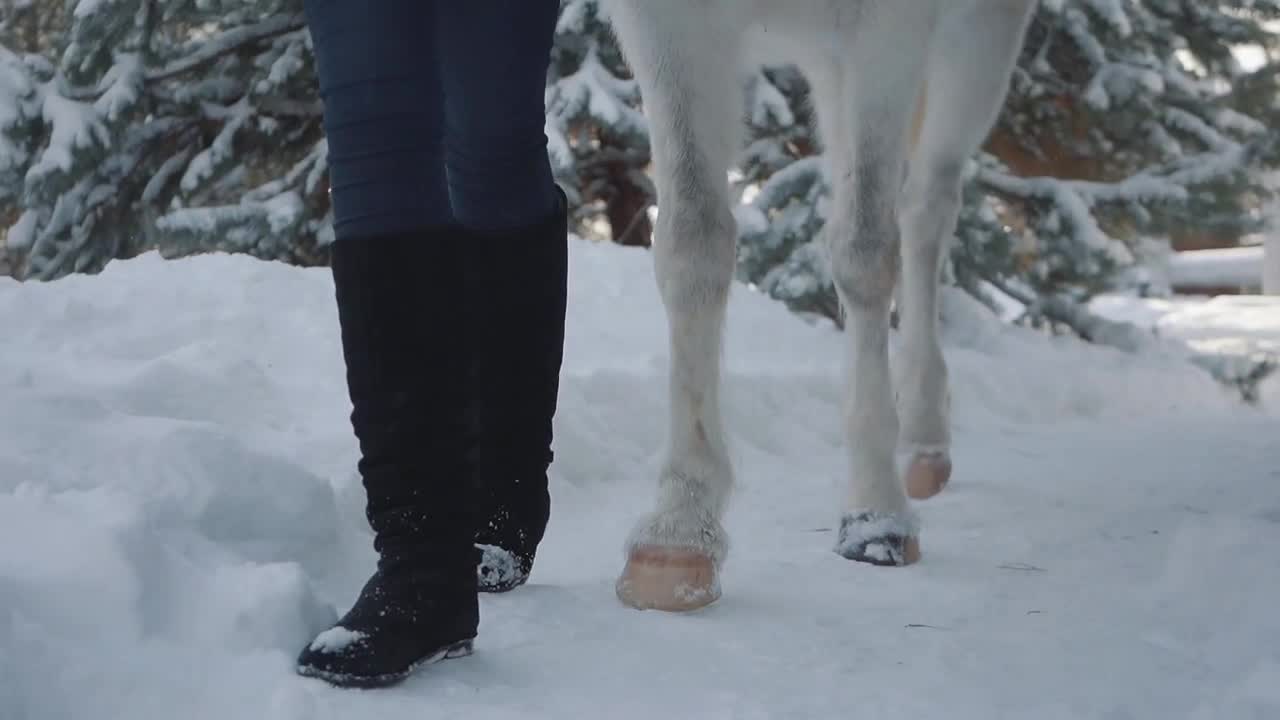 Legs of unrecognizable girl walks with white horse in winter path