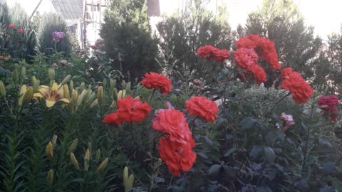 Flower garden