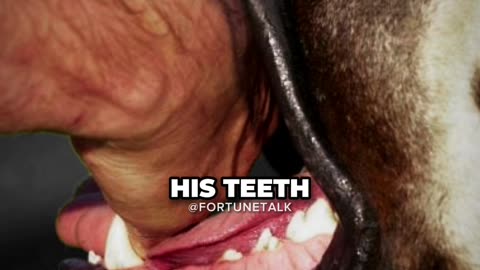 Why You Shouldn't Get a Mastiff ft. Joe Rogan
