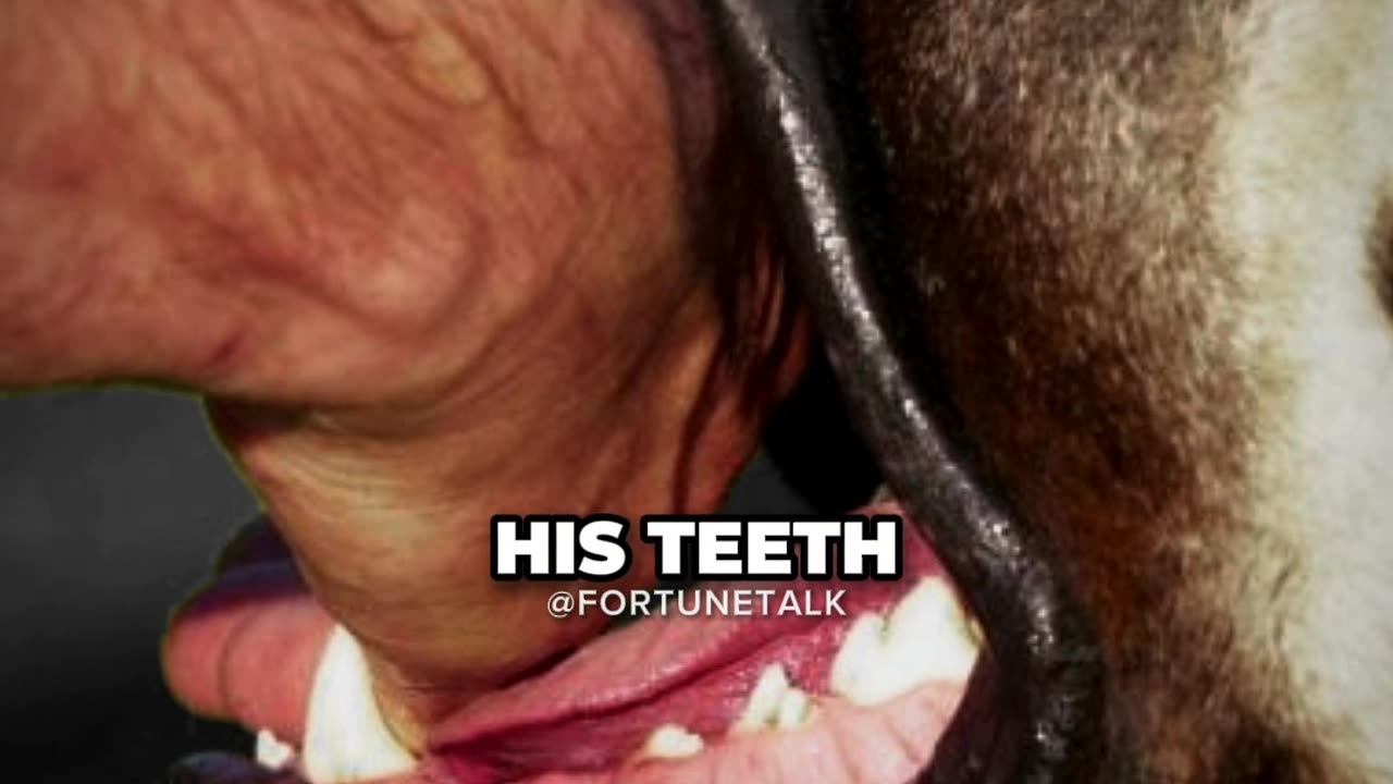 Why You Shouldn't Get a Mastiff ft. Joe Rogan