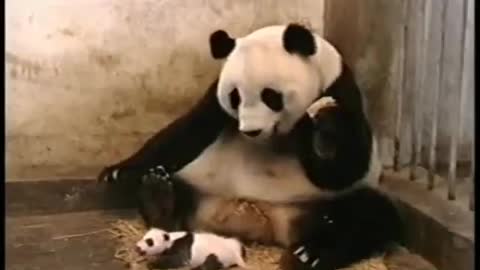 very funny. Baby panda. Hahaha, a panda bear eating and his little one is terrifying