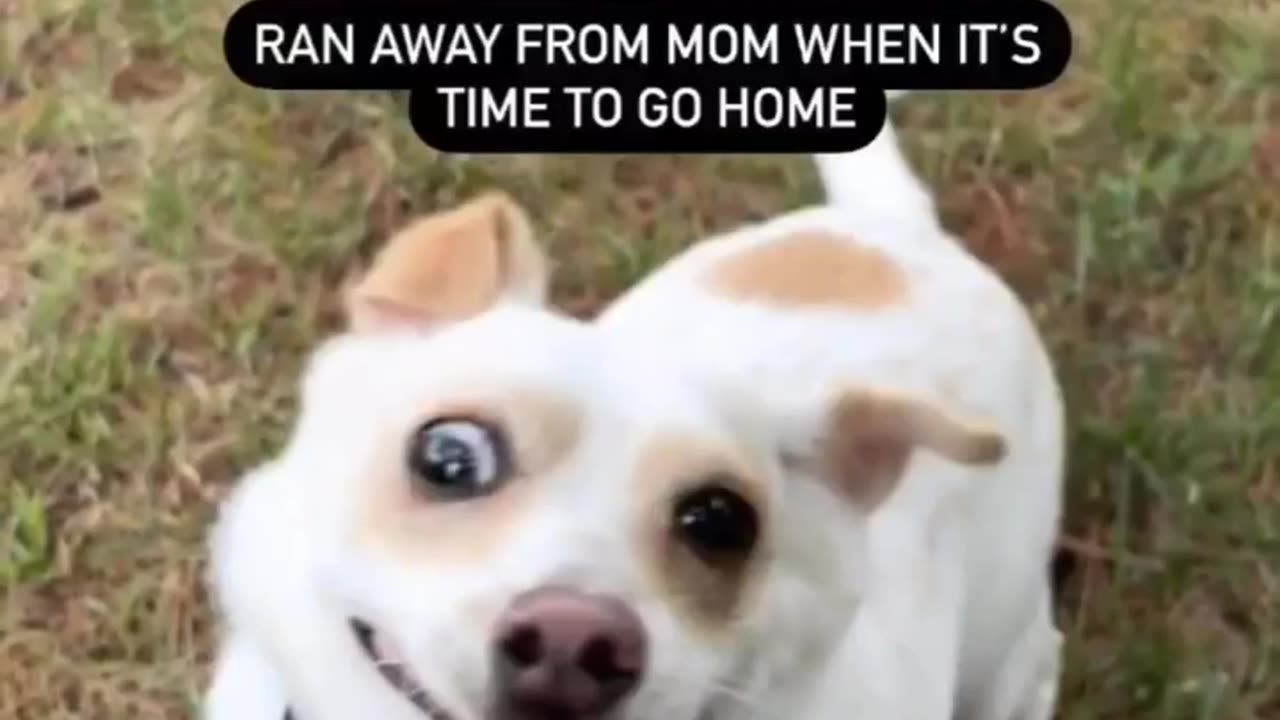 Cute naughty dog