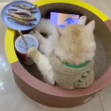 Cat relaxing and enjoy snack time.