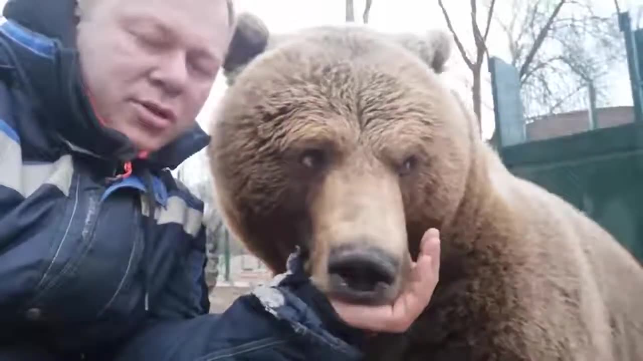 Russian bear missed its owner