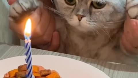 CUTE CAT IS HAVING HER BIRTHDAY 🎂 || LIKE || SHARE || COMMENT || FOLLOW || PAWSKIT