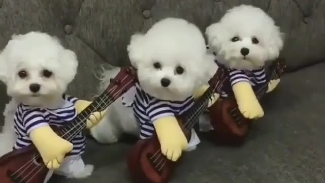 The band trio, but there seems to be something wrong