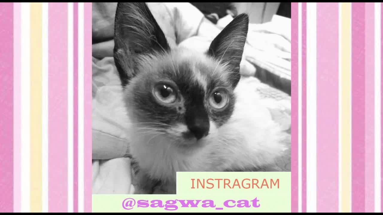 Sagwa - The Brazilian Cat (Pet model)