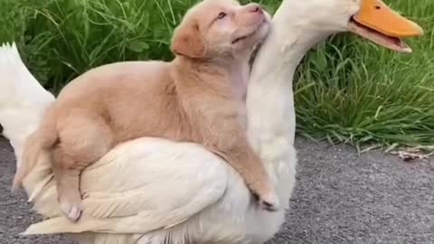 It's a lot of love involved!