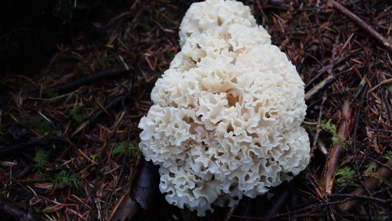 Western Cauliflower Mushroom