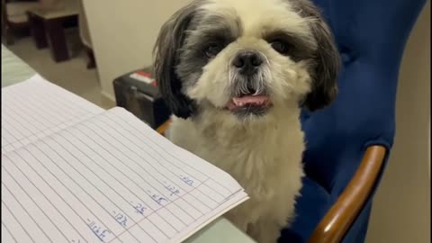SHIRO is big time _LIAR_ __ Funny dog video