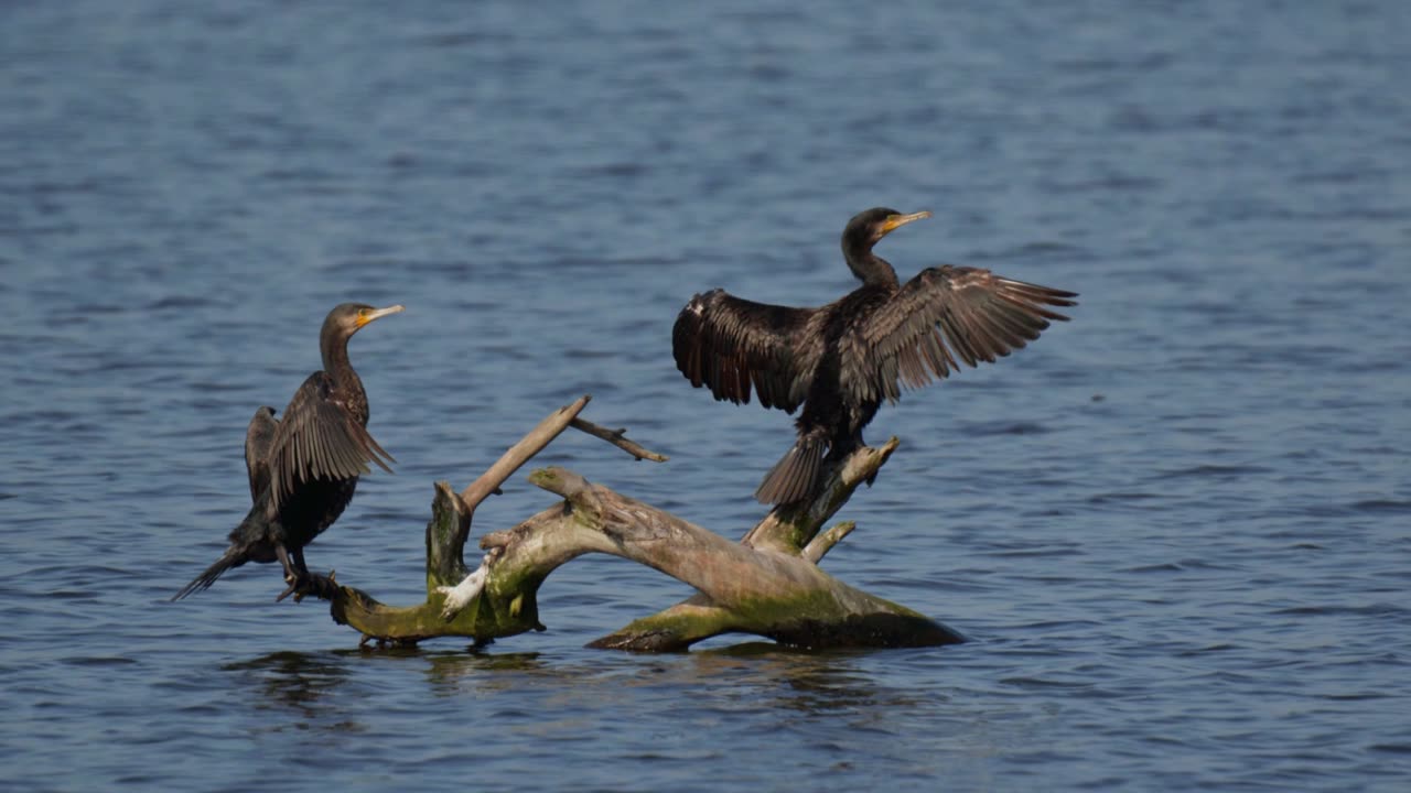 The Cormorant: Close Up HD Footage (Phalacrocorax carbo)