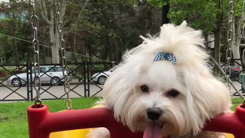 Dog unity on a swing