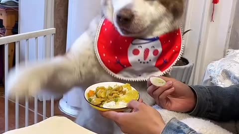 Funny Dog 😄🤗 I want sauce