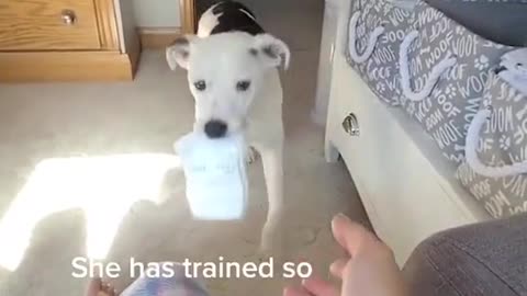 Train your dog the easy way