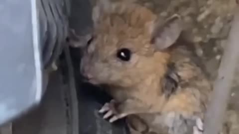 Best Animal Videos Of The Month