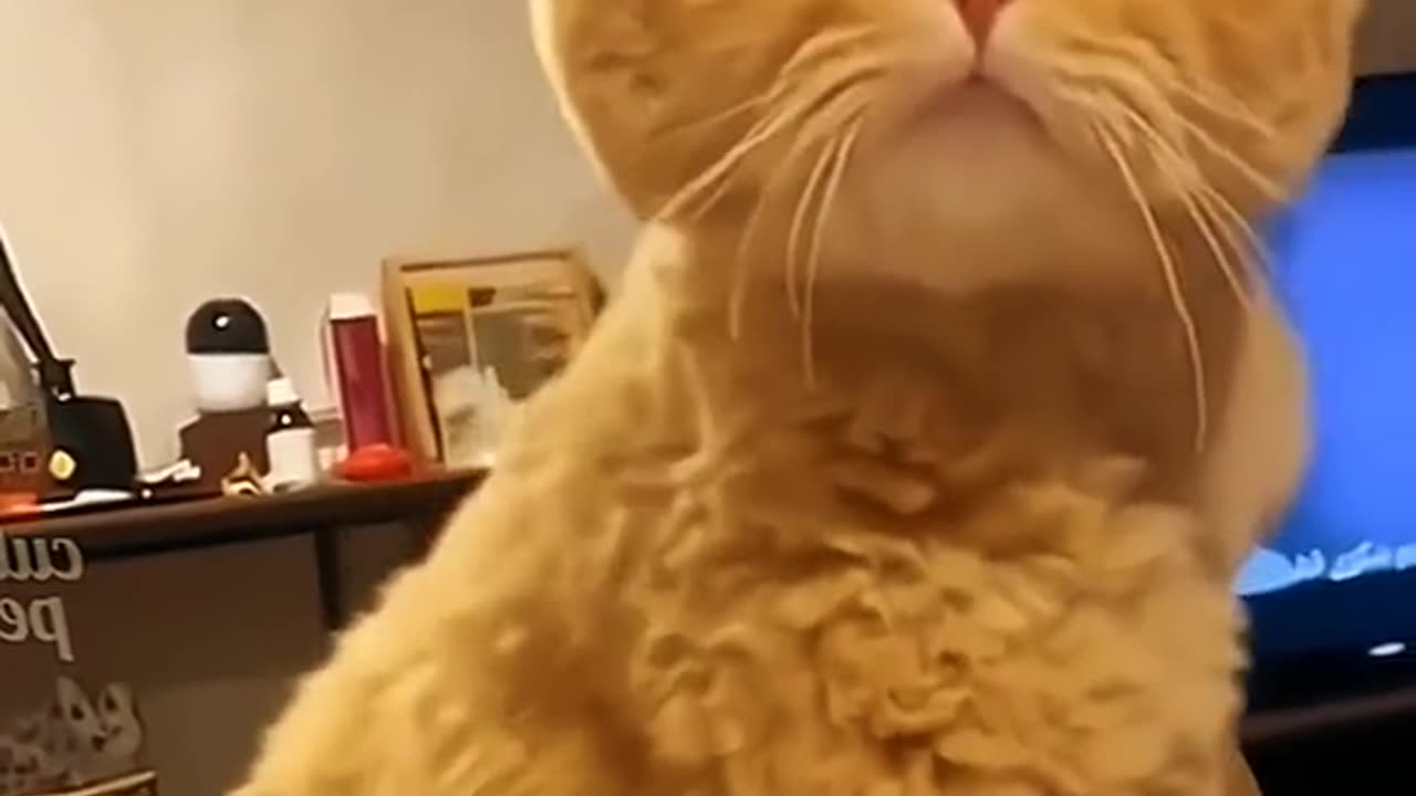 Funny cat.