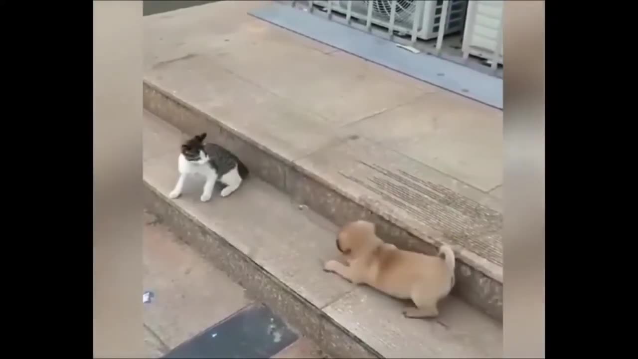 CAT VERSUS DOG ANIMAL VIDEO