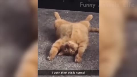 👍 Best Funny Dogs 🐶 And Cats 😹 Of The Month -Try Not To Laugh Challenge 2020